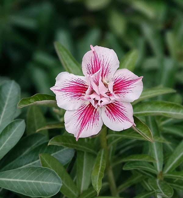 stunning double petal white and pink star-shaped adenium 2 white and pink star shaped adenium double petal flower in a garden setting.