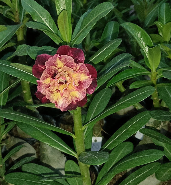 cream yellow pink striped double bloom adenium obesum desert rose bonsai plant (510) 2 cream yellow pink striped double bloom adenium desert rose in full bloom on a leafy green stem