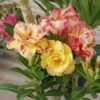 Beautiful Double Adenium Desert Rose Flowers Plant with Yellow and Pink Shades