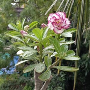Multi petal Adenium with White Petals and Deep Purple Edges