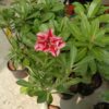 Charming Multi Petal Adenium with Rosy Pink Petals and Deep Magenta Veins