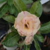 Double Petal Adenium with Peach Blush Petals and Subtle Pink Edges