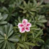 White and Pink Star-Shaped adenium