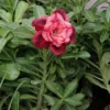 deep maroon pink shade double petal adenium