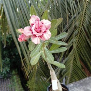 Elegant Multi Petal Adenium with Creamy White Petals and Crimson Brush Strokes