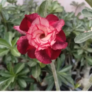 deep maroon pink shade adenium 1