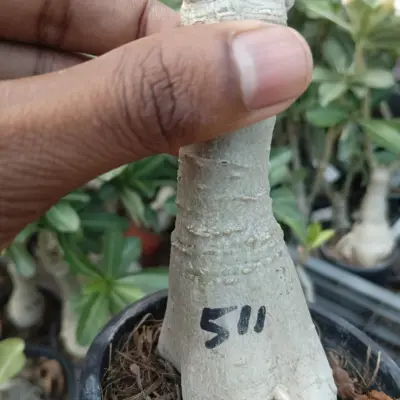 beautiful deep maroon and blush pink double petal adenium plant (511a) 2 deep maroon pink shade adenium