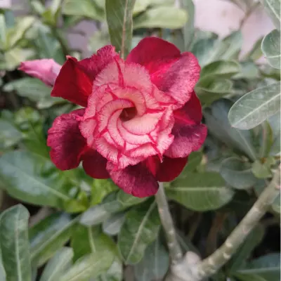 beautiful deep maroon and blush pink double petal adenium plant (511a) 3 deep maroon pink shade adenium