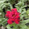 multipetal deep red majesty adenium flower