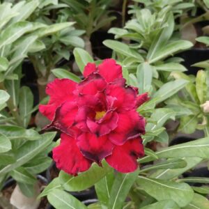 multipetal deep red majesty adenium flower