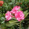 Double Petal Adenium with White Satin Center and Magenta Ruffled Blossoms