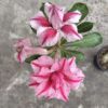 Double Petal Adenium with Rose-White Blush and Velvet Layers
