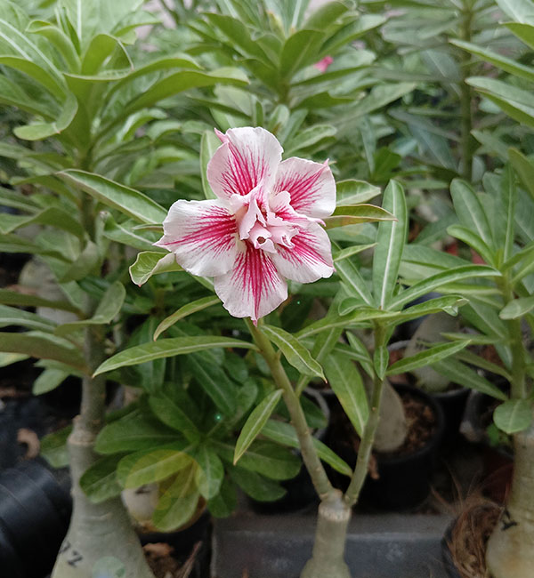 stunning double petal white and pink star-shaped adenium 3 potted white and pink star shaped adenium double petal flower in a garden setting.