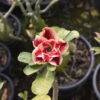 Bold and Beautiful Garnet Red Multi-Petal Adenium Plant for Any Space