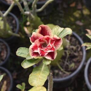 home 2 bold and beautiful garnet red multi-petal adenium plant for any space