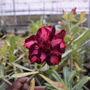 home 6 bold and beautiful multi-petal adenium image