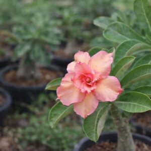 home 10 soft peach and blush pink double petal adenium desert rose plant