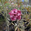 Multi Grafted Adenium Plant Blush Peach