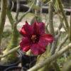 Single-Petal Adenium with Rich Garnet Red Petals