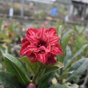 home 3 radiant-garnet-red-multi-petal-adenium-for-home-and-garden