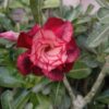 Multi grafted Adenium Plant image