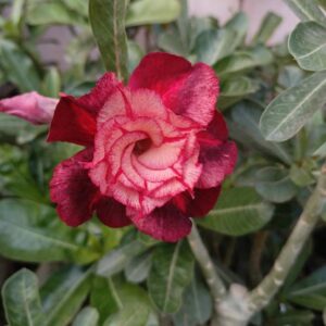 multi grafted adenium plant image