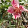 Red and White Striped Single Petal Adenium with Sculpted Stem image