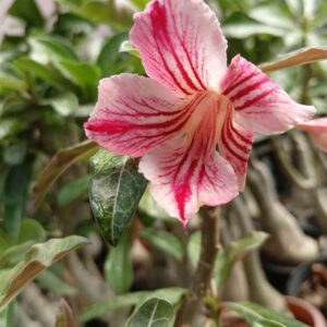 red and white striped single petal adenium with sculpted stem image