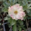 White-Pink Double Petal Adenium plants image
