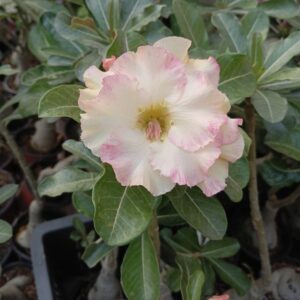 white-pink double petal adenium plants image