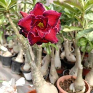 dark red luxurious double petal adenium plants for garden or pot