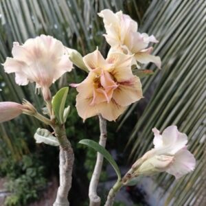 beautiful peach cream adenium plant image