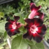 Black Desert Rose Swan Single Petal Adenium Plant