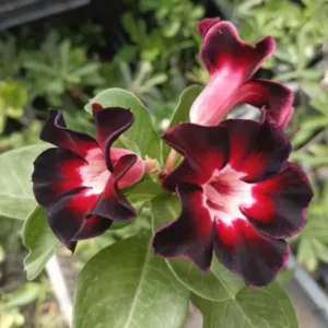 black desert rose swan single petal adenium plant