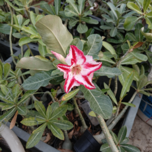 bright red and white multi grafted adenium image 1