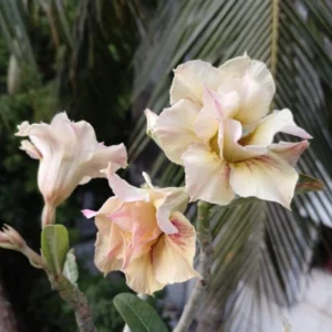 cream pink peach bloom multi grafted adenium