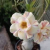 Cream Yellow Pink Stripe Desert Rose 3