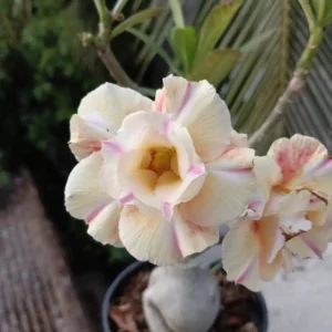 cream yellow pink stripe desert rose 3