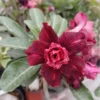 Dark Burgundy Pink Centre Double Flower Adenium 1