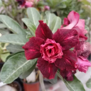 dark burgundy pink centre double flower adenium 1