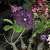 Dark Purple Double Bloom Adenium image 1