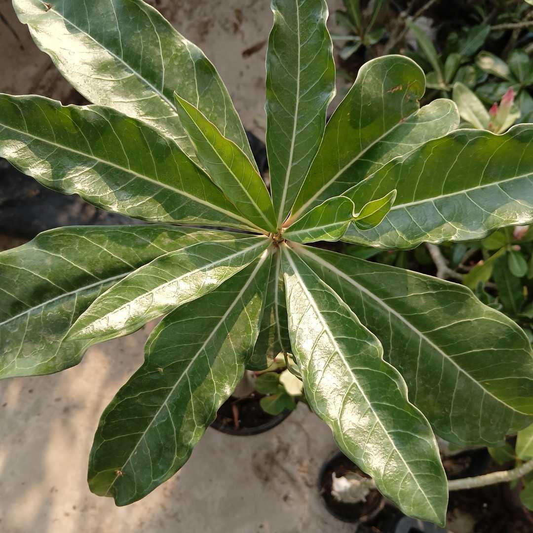 different adenium leaf shapes and textures image