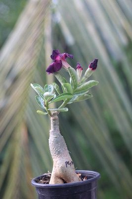 elegant graceful single-petal adenium with rich purple velvet blooms (pgh 448) 3 graceful single-petal adenium with royal purple velvet blooms on a healthy grafted desert rose plant