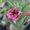 Burgundy Striped Single-Petal Adenium Desert Rose flowering grafted live plant with deep burgundy striped blooms