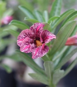 home 31 burgundy striped single-petal adenium desert rose flowering grafted live plant with deep burgundy striped blooms