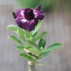 Elegant Single-Petal Adenium with Deep Purple Velvet Petals