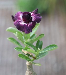home 30 elegant single-petal adenium with deep purple velvet petals