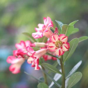 home 28 single-petal adenium with soft cream and crimson pink blooms blooming on a healthy desert rose plant.