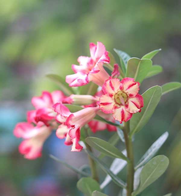 single-petal adenium with soft cream and crimson pink blooms 1 single-petal adenium with soft cream and crimson pink blooms blooming on a healthy desert rose plant.
