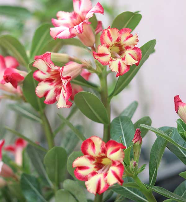 single-petal adenium with soft cream and crimson pink blooms 2 single-petal adenium desert rose with cream white flowers, crimson pink edges, and golden centres blooming on a healthy plant.